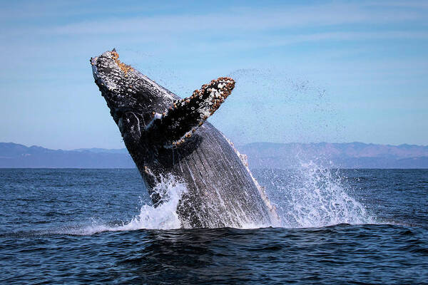 California Art Print featuring the photograph Humpback Breaching - 01 by Cheryl Strahl