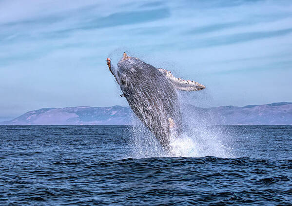 California Art Print featuring the photograph Humpback Breaching - 02 by Cheryl Strahl