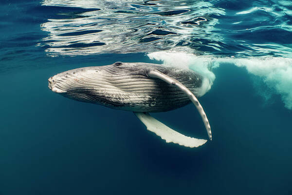Animals Art Print featuring the photograph Humpback Whale Calf Near Surface by Tui De Roy