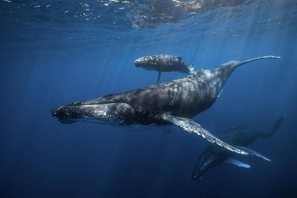 Whale Art Print featuring the photograph Humpback Whale Family's by Barathieu Gabriel