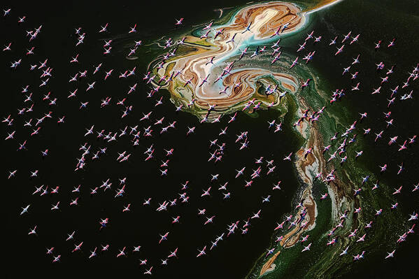 Flamingos Art Print featuring the photograph Hundreds Of Flamingos by John J. Chen