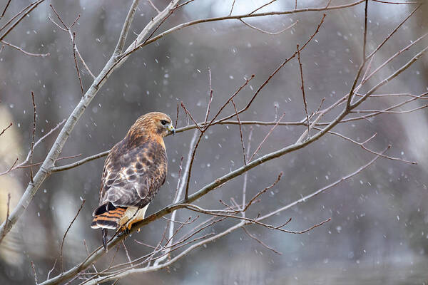 Hal Hybrid Hawk Redtail Red-tail Red-shoulder Redshoulder Redshouldered X Red-shouldered Red Tail Shoulder Shouldered Rare Bird Birding Birdwatch Birdwatching Birds Outside Outdoors Nature Natural Wild Life Wild-life Wildlife W West Boylston Ma Mass Massachusetts New England Newengland Usa U.s.a. Brian Hale Brianhalephoto Predator Predatory Snow Snowing Snowy Flurry Flurries Winter Art Print featuring the photograph Hybrid Hawk in Snow 2 by Brian Hale
