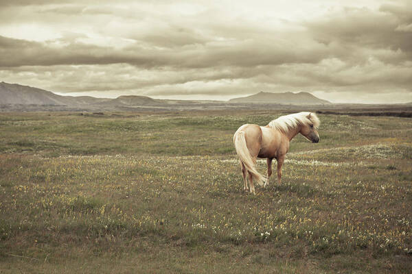Horse Art Print featuring the photograph Icelandic Horse by Daniel Shapiro