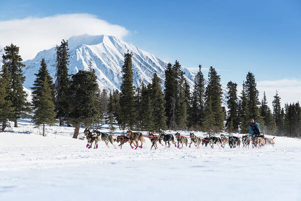 Alaska Sled Dogs Art Print featuring the photograph Iditarod - The Last Great Race by Scott Slone