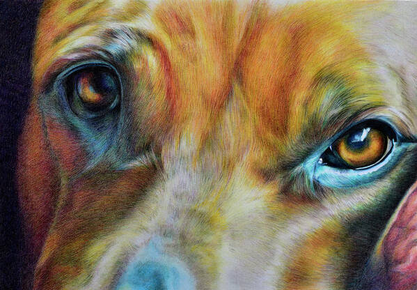 Dog Art Print featuring the drawing I'm Watching You by Suzanne Hough