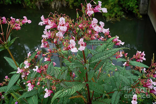 Flowers Art Print featuring the photograph Impatiens glandulifera, Flowers at Shore by Eva-Maria Di Bella