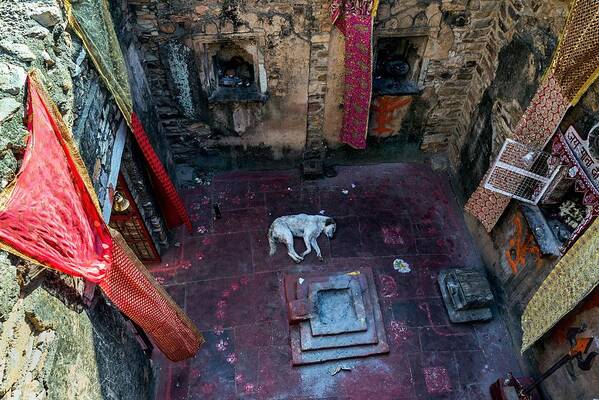 Dog Art Print featuring the photograph In A Small Indian Temple by Giuseppe Damico