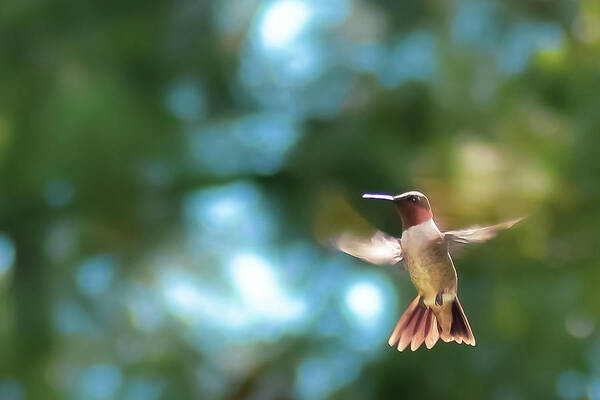Photograph Art Print featuring the photograph In Flight by Kelly Thackeray