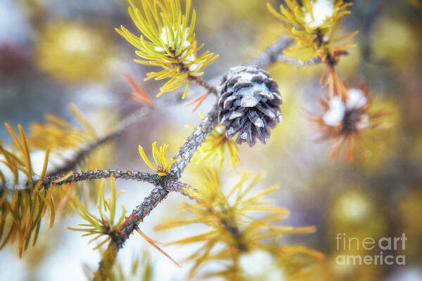 Pine Tree Art Print featuring the photograph In the Pines by Becqi Sherman
