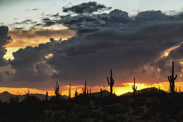 Saguaro Sunset Art Print featuring the photograph In The Shadow Of The Desert by Saija Lehtonen