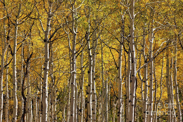 Colorado Art Print featuring the photograph In The Thick Of Aspen by Doug Sturgess