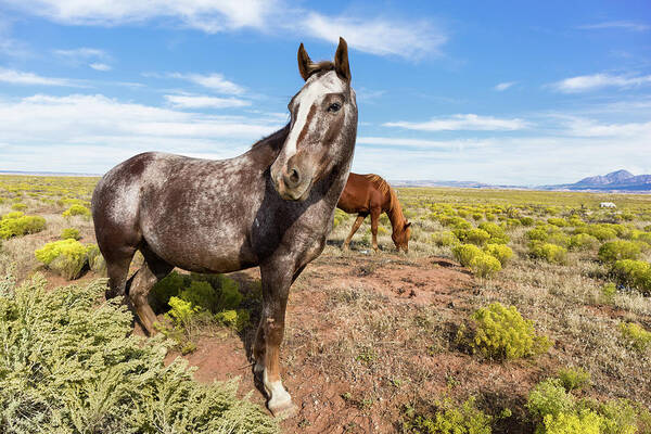 Horse Photo Art Print featuring the photograph Indian Horse in the Desert by Kathleen Bishop
