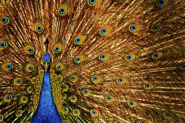Natural Pattern Art Print featuring the photograph Indian Peacock by Photography By Jeremy Villasis. Philippines.