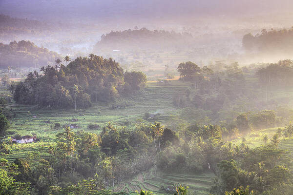 Tranquility Art Print featuring the photograph Indonesia, Bali, Forest Landscape by Michele Falzone