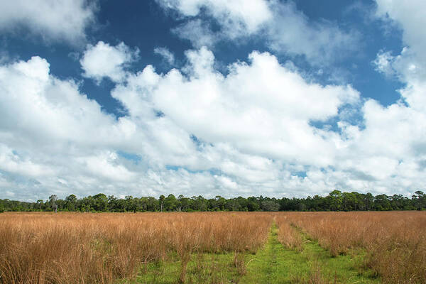 Inland Florida Art Print featuring the photograph Inland Florida by Robert Michaud