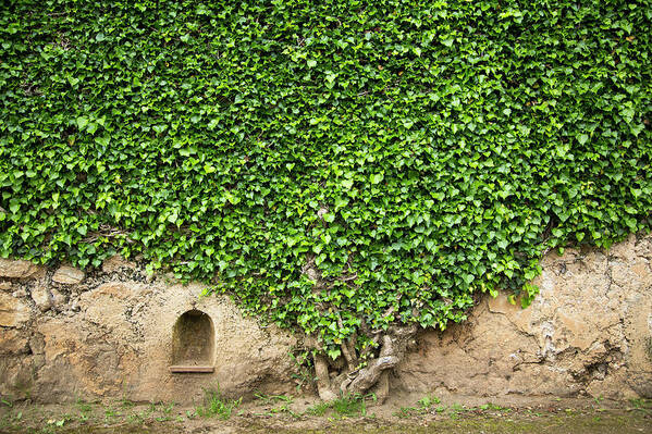Arch Art Print featuring the photograph Ivy On A Wall Of Villa Cimbrone, Ravello by Buena Vista Images