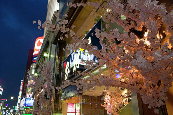 Outdoors Art Print featuring the photograph Japan, Tokyo, Cherry Blossoms In Front by Sylvester Adams