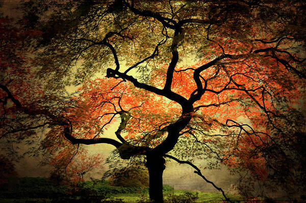 Tree Art Print featuring the photograph Japanise by Philippe Sainte-Laudy