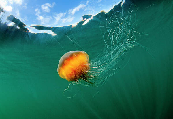 Underwater Art Print featuring the photograph Jellyfish, Alaska by Paul Souders