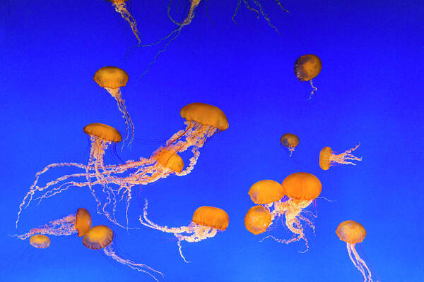 Underwater Art Print featuring the photograph Jellyfish, California by Stuart Dee