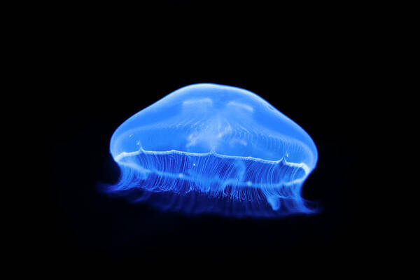 Underwater Art Print featuring the photograph Jellyfish by David Cornejo