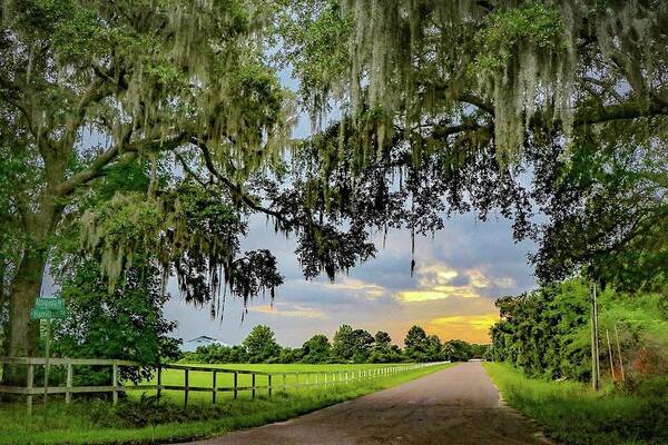 Johns Island Art Print featuring the photograph Johns Island Backroads by Kylie Jeffords