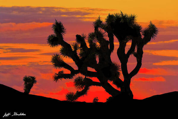 Arid Climate Art Print featuring the photograph Joshua Tree at Sunset by Jeff Goulden