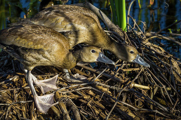 Snwr Art Print featuring the photograph Juvenile by Ray Silva