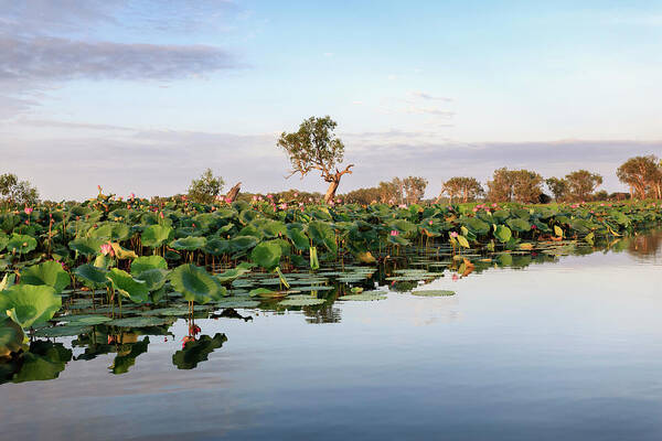 Estock Art Print featuring the digital art Kakadu National Park In Australia by Brook Mitchell