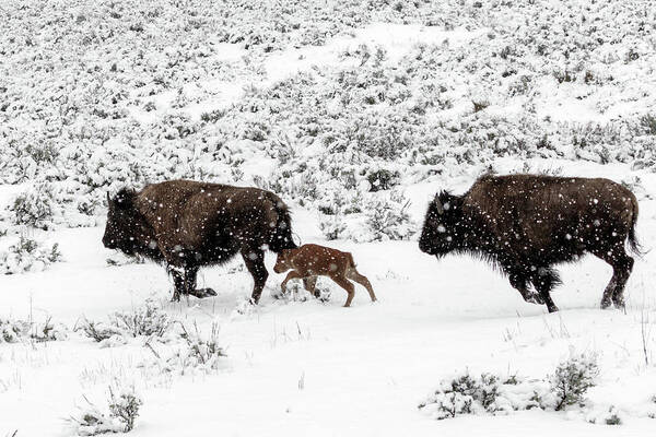 Bison Art Print featuring the photograph Keeping up by Ronnie And Frances Howard