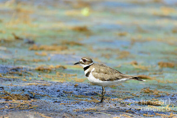 Natural Lake Art Print featuring the photograph Killdeer Standing on Drained Lake by Ilene Hoffman