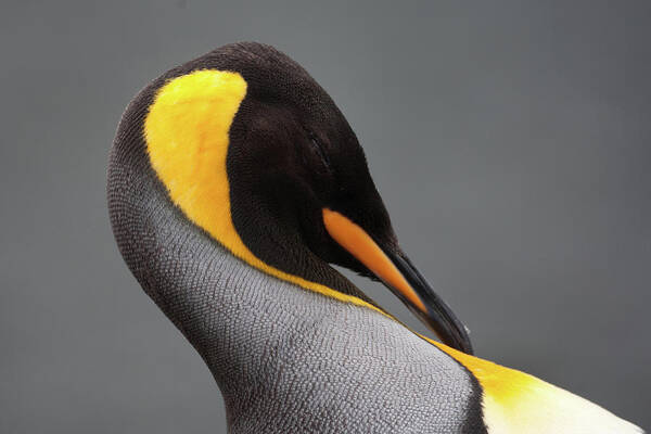 Extreme Terrain Art Print featuring the photograph King Penguins, Macquarie Island by Cultura Rf/brett Phibbs