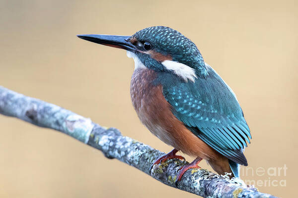 Kingfisher Art Print featuring the photograph Kingfisher by Hernan Bua