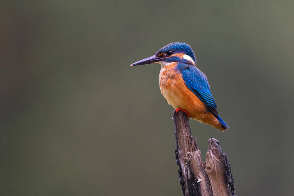 Kingfischer Art Print featuring the photograph Kingfisher Perching On Branch 1 by Bjoern Alicke