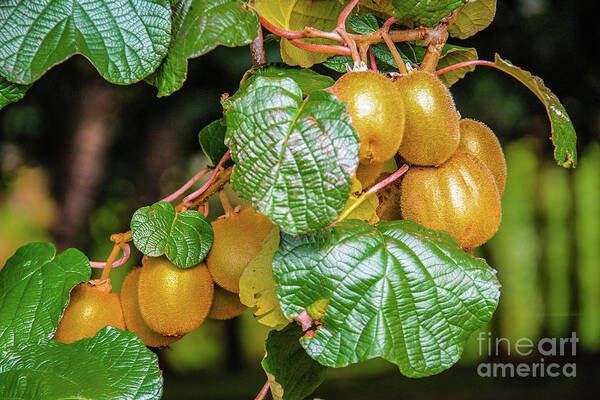 Kiwi Art Print featuring the photograph Kiwi farm, New Zealand by Lyl Dil Creations