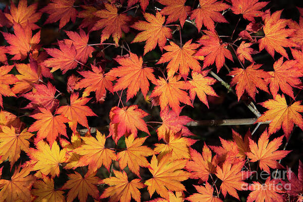 Acer Pseudosieboldianum Art Print featuring the photograph Korean Maple Autumn Leaves by Tim Gainey