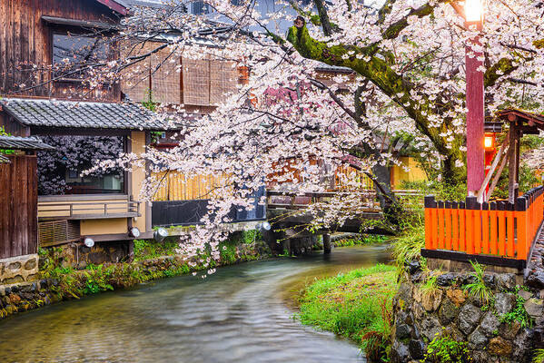 Trees Art Print featuring the photograph Kyoto, Japan Along Shirakawa Dori by Sean Pavone