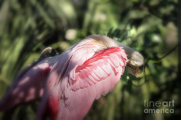 Roseate Spoonbill Art Print featuring the photograph Lady In Pink by Mary Lou Chmura