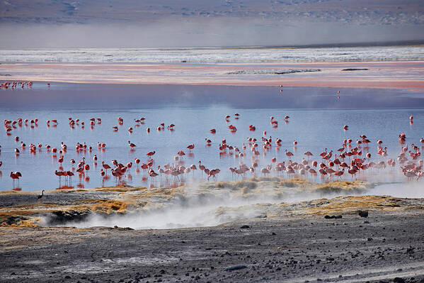 Bolivia Art Print featuring the photograph Laguna Colorada by Juergen Ritterbach