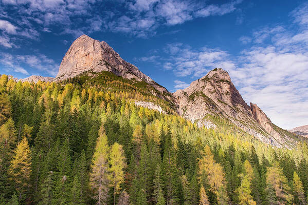 Larch On A Slope Art Print featuring the photograph Larch On A Slope by Michael Blanchette Photography