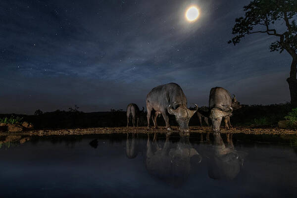 Wildlife Art Print featuring the photograph Late Night Drink by Mohammad Mirza