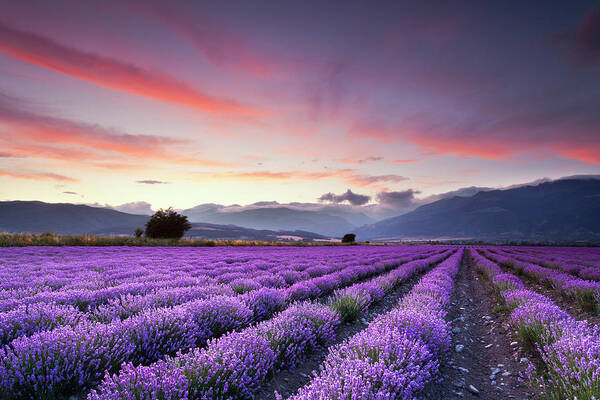 Scenics Art Print featuring the photograph Lavender Field by Evgeni Dinev Photography