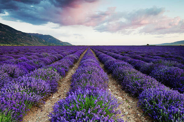 Lavender Art Print featuring the photograph Lavender Field by Nicole Young