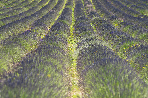 Grass Art Print featuring the photograph Lavender Field by Yves Andre