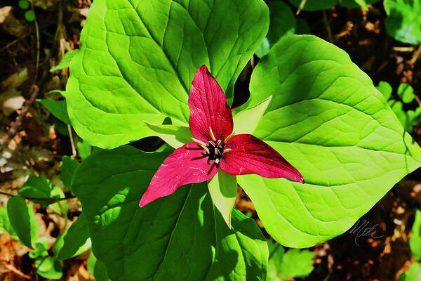 Red Trillium Art Print featuring the photograph Leafy Red Trillium by Meta Gatschenberger