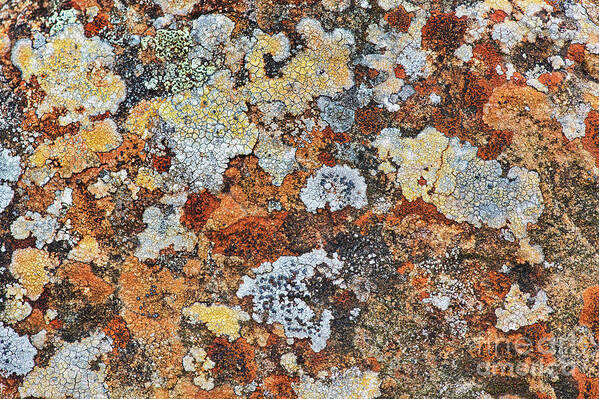 Lichen Art Print featuring the photograph Lichen on Rock by Tim Gainey