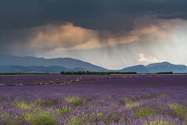 Lavender Fields Art Print featuring the photograph Lightning over Lavender Field by Rob Hemphill