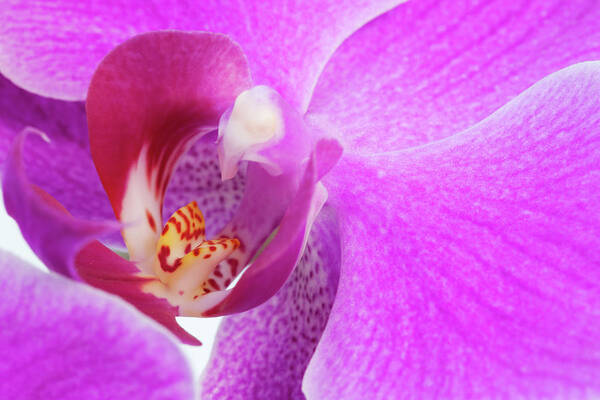 Petal Art Print featuring the photograph Lilac Orchid by Andrew Dernie