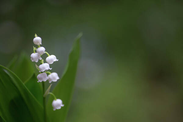 Outdoors Art Print featuring the photograph Lily Of Valley by Naomi Okunaka