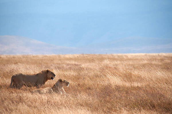 Scenics Art Print featuring the photograph Lion Couple In Ngorongoro Crater by Ceneri